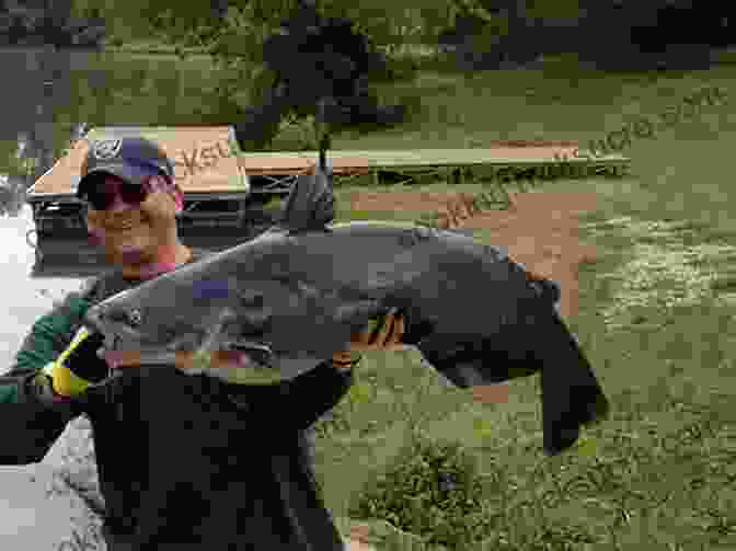 A Large Channel Catfish, Blue Catfish, And Flathead Catfish Caught In A Freshwater Lake. Fishing For Catfish: The Complete Guide For Catching Big Channells Blues And Faltheads (Freshwater Angler)