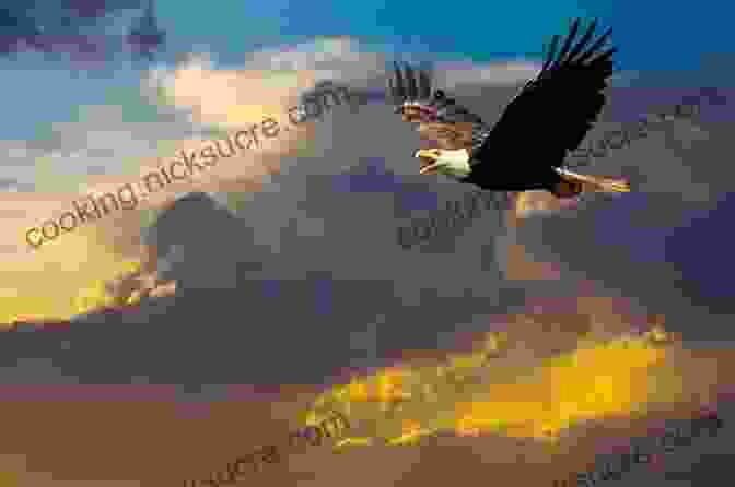 A Majestic Bald Eagle Soaring Through The Sky Over A Wisconsin Lake Birds Of Wisconsin Field Guide (Bird Identification Guides)