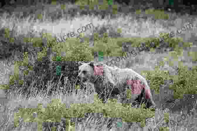 A Majestic Grizzly Bear In Moon Glacier National Park, Standing In A Meadow. Moon Glacier National Park: Hiking Camping Lakes Peaks (Travel Guide)