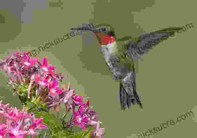 A Tiny Ruby Throated Hummingbird Hovering Near A Blooming Wildflower In A Wisconsin Meadow Birds Of Wisconsin Field Guide (Bird Identification Guides)