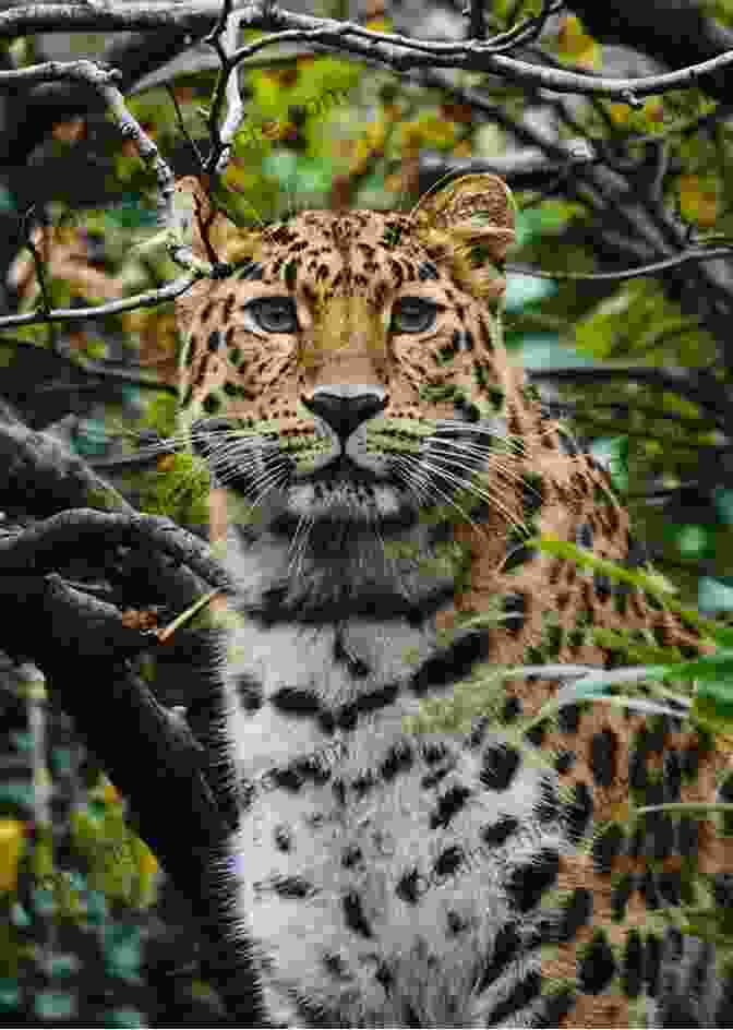 Amur Leopard By Sue Hall Masters Of The Planet: The Search For Our Human Origins (MacSci)