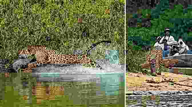 Jaguar Leaping By Steve Winter Masters Of The Planet: The Search For Our Human Origins (MacSci)