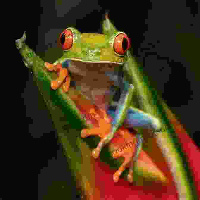 Red Eyed Tree Frog By Michael Nichols Masters Of The Planet: The Search For Our Human Origins (MacSci)
